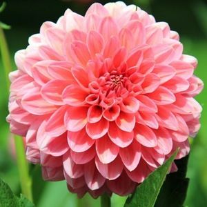 Meet your Posher, Alondra